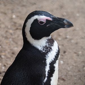 African penguin