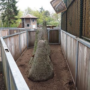 Dwarf mongoose exhibit