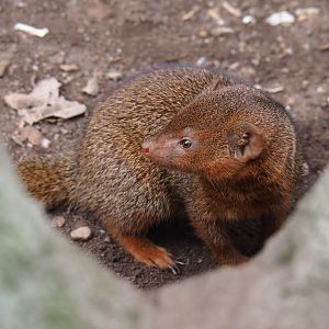Dwarf mongoose (Helogale parvula), 2019-04-06