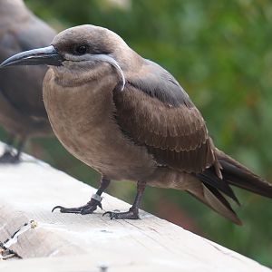 Juvenile Inca tern (Larosterna inca), 2019-04-06