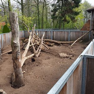 Indian crested porcupine - Yellow mongoose exhibit, 2019-04-06