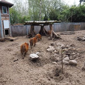 Red river hog pen, 2019-04-06