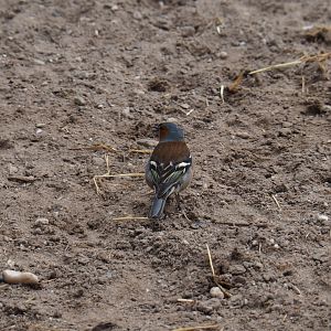 Wild male common chaffinch (Fringilla coelebs), 2019-04-06