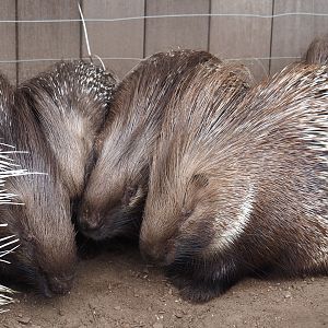 Prickle of Indian crested porcupines (Hystrix indica), 2019-04-06