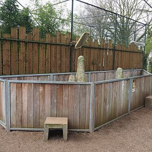 Dwarf mongoose exhibit, 2019-04-06