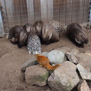 Indian crested porcupines (Hystrix indica) and Yellow mongoose (Cynictis penicillata), 2019-04-06