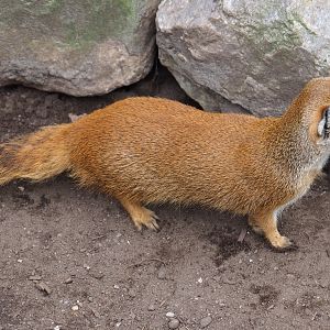 Yellow mongoose (Cynictis penicillata), 2019-04-06