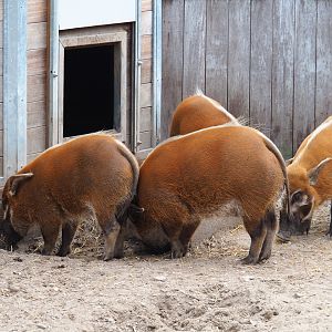 Drove of red river hogs (Potamochoerus porcus), 2019-04-06