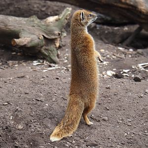 Yellow mongoose (Cynictis penicillata), 2019-04-06