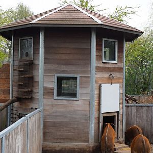 Red river hog, porcupine, bat-eared fox, yellow mongoose and banded mongoose indoor housing tower, 2019-04-06