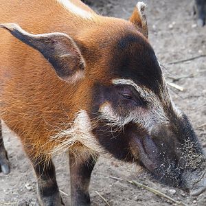 Red river hog (Potamochoerus porcus), 2019-04-06