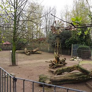 Albino red-necked wallaby and Parma wallaby paddock, 2019-04-06