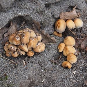 Mushrooms, 2019-04-06