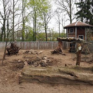 Red river hog pen, 2019-04-06