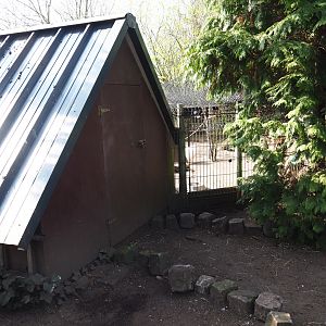 Blue peafowl and Dutch cropper pigeon aviary and shack, 2019-04-06