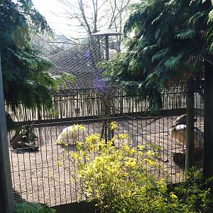 Blue peafowl and Dutch cropper pigeon aviary, 2019-04-06
