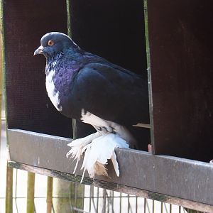 Dutch cropper pigeon (Columba livia domestica), 2019-04-06