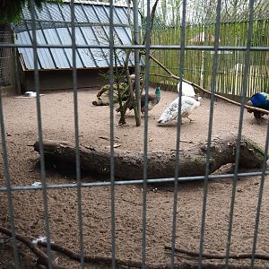 Blue peafowl and Dutch cropper pigeon aviary, 2019-04-06