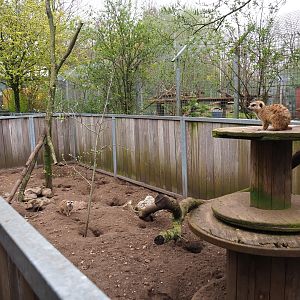 Meerkat exhibit, 2019-04-06