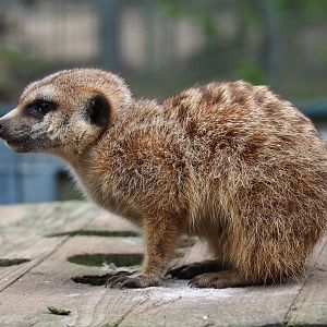 Meerkat (Suricata suricatta), 2019-04-06