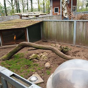 Meerkat exhibit, 2019-04-06