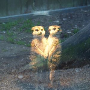 Meerkats (Suricata suricatta) in their hut, 2019-04-06