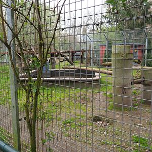 American black bear exhibit, 2019-04-06