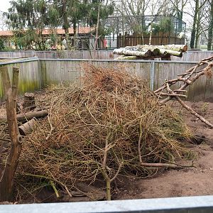 Banded mongoose exhibit, 2019-04-06