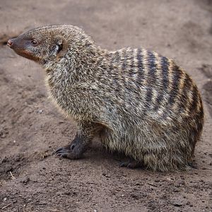 Banded mongoose (Mungos mungo), 2019-04-06