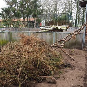 Banded mongoose exhibit, 2019-04-06