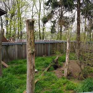 South African bat-eared fox exhibit, 2019-04-06