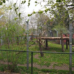 American black bear exhibit, 2019-04-06