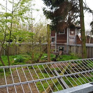 South African bat-eared fox exhibit, 2019-04-06