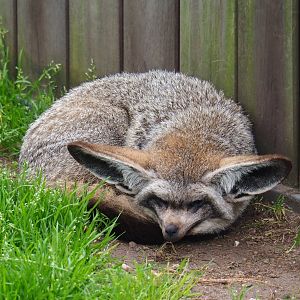 South African bat-eared fox (Otocyon megalotis megalotis), 2019-04-06