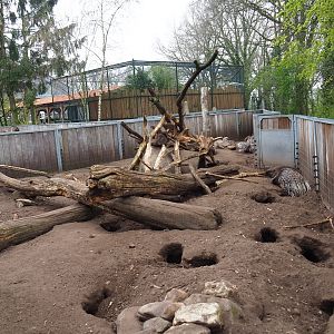 Indian crested porcupine - Yellow mongoose exhibit, 2019-04-06