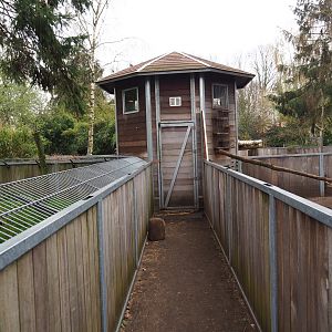 Red river hog, porcupine, bat-eared fox, yellow mongoose and banded mongoose indoor housing tower, 2019-04-06