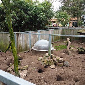 Meerkat exhibit, 2019-04-06