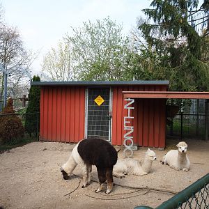 Alpaca paddock and American black bear holding building, 2019-04-06