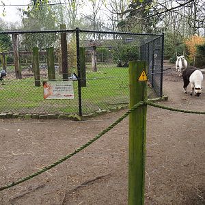 Alpaca paddock around large bird aviary, 2019-04-06