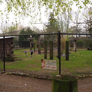 European white stork, East African grey crowned crane, hamerkop and ring-necked pheasant aviary, 2019-04-06