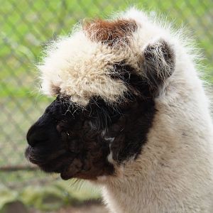 Alpaca (Vicugna pacos), 2019-04-06