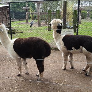 Alpacas (Vicugna pacos), 2019-04-06