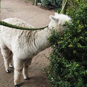 White alpaca (Vicugna pacos) doing some pruning, 2019-04-06
