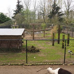 European white stork, East African grey crowned crane, hamerkop and ring-necked pheasant aviary, 2019-04-06