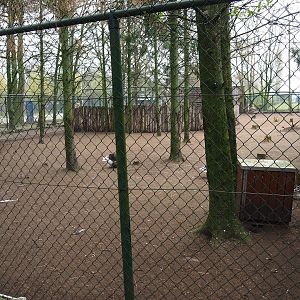 Darwin's rhea and Toulouse goose paddock, 2019-04-06
