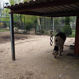 Alpaca shelter and paddock
