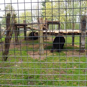 American black bear exhibit, 2019-04-06