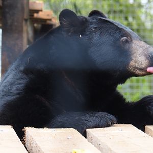 Male American black bear (Ursus americanus), 2019-04-06