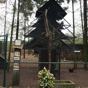 Silkie chicken pen and American red squirrel "Christmas tree" exhibit, 2019-04-06