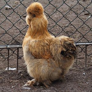 Silkie chicken (Gallus gallus domesticus), 2019-04-06